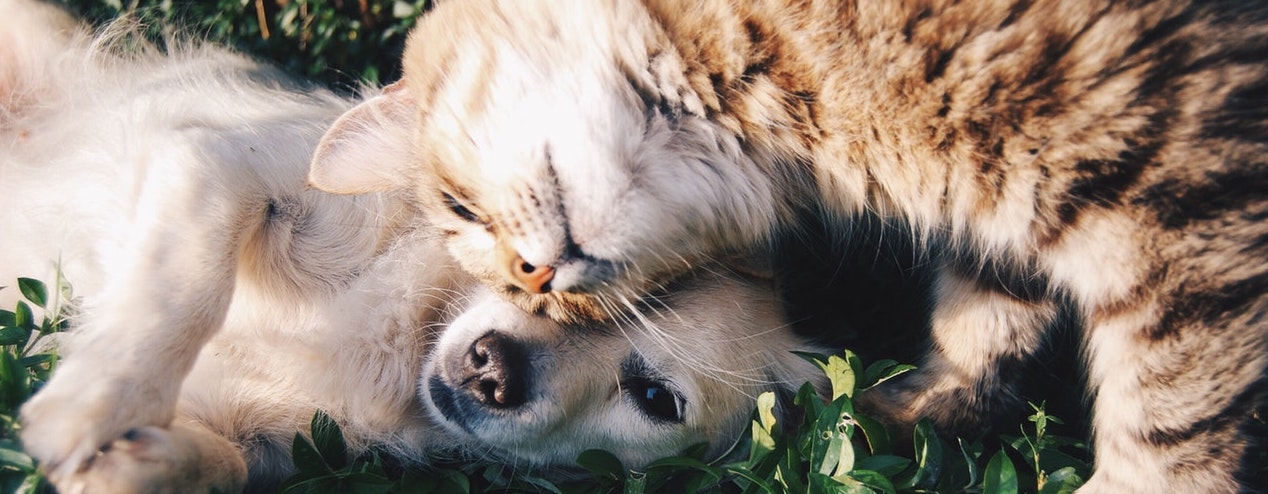 Divorce and Pet Custody
